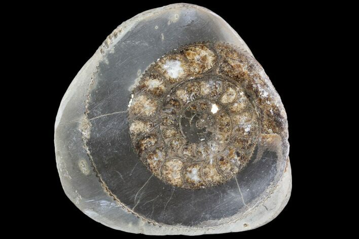 Polished Ammonite (Dactylioceras) Half - England #103788